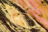 Polished Rhodonite Slab - Northern BC #112715-1